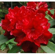 Рододендрон гібридний «Лео» (Rhododendron Leo) 